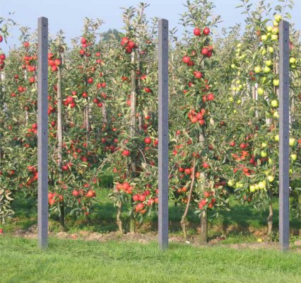 Concrete orchard poles