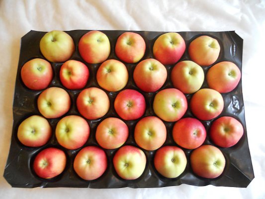 PP insert trays for fruits